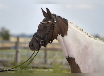 Duitse rijpony, Merrie, 3 Jaar, 145 cm, Tobiano-alle-kleuren