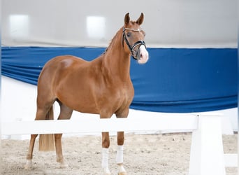 Duitse rijpony, Merrie, 3 Jaar, 145 cm, Vos