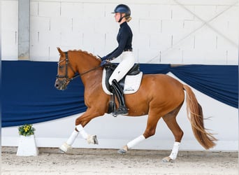 Duitse rijpony, Merrie, 3 Jaar, 145 cm, Vos