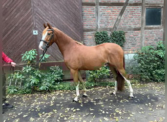 Duitse rijpony, Merrie, 3 Jaar, 145 cm, Vos