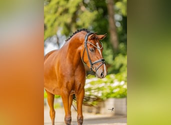Duitse rijpony, Merrie, 3 Jaar, 146 cm, Bruin