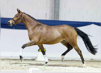 Duitse rijpony, Merrie, 3 Jaar, 146 cm, Bruin