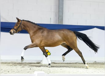 Duitse rijpony, Merrie, 3 Jaar, 146 cm, Bruin