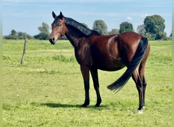 Duitse rijpony, Merrie, 3 Jaar, 146 cm, Bruin