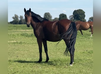 Duitse rijpony, Merrie, 3 Jaar, 146 cm, Bruin