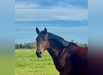 Duitse rijpony, Merrie, 3 Jaar, 146 cm, Bruin