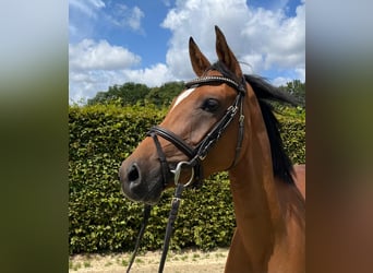 Duitse rijpony, Merrie, 3 Jaar, 146 cm