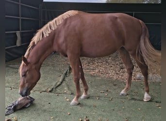 Duitse rijpony, Merrie, 3 Jaar, 146 cm