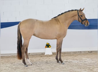 Duitse rijpony, Merrie, 3 Jaar, 146 cm, Falbe