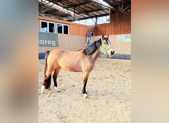 Duitse rijpony, Merrie, 3 Jaar, 146 cm, Falbe
