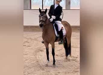 Duitse rijpony, Merrie, 3 Jaar, 146 cm, Falbe