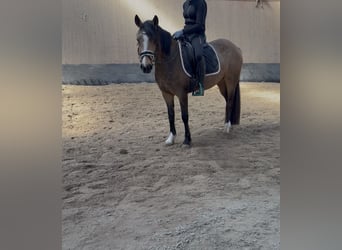 Duitse rijpony, Merrie, 3 Jaar, 146 cm, Falbe