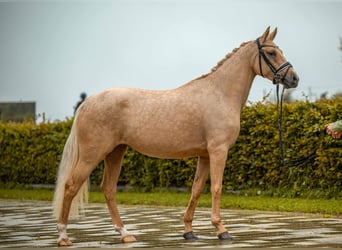 Duitse rijpony, Merrie, 3 Jaar, 146 cm, Palomino