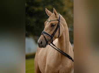 Duitse rijpony, Merrie, 3 Jaar, 146 cm, Palomino