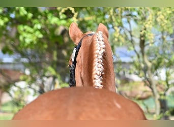 Duitse rijpony, Merrie, 3 Jaar, 146 cm, Vos