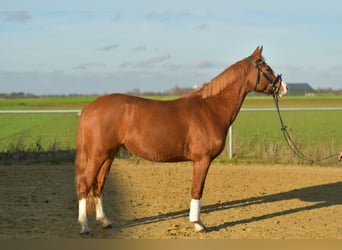 Duitse rijpony, Merrie, 3 Jaar, 146 cm, Vos