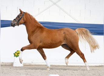 Duitse rijpony, Merrie, 3 Jaar, 146 cm, Vos