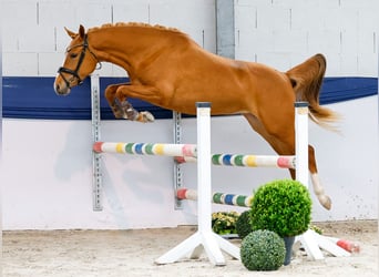 Duitse rijpony, Merrie, 3 Jaar, 146 cm, Vos