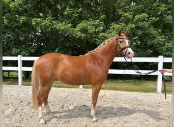 Duitse rijpony, Merrie, 3 Jaar, 146 cm, Vos