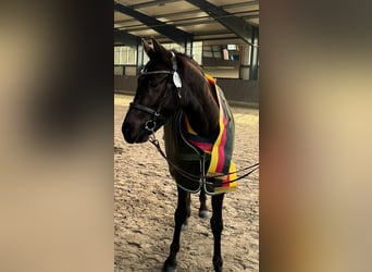 Duitse rijpony, Merrie, 3 Jaar, 146 cm, Zwart