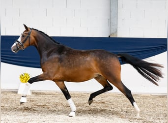 Duitse rijpony, Merrie, 3 Jaar, 147 cm, Bruin