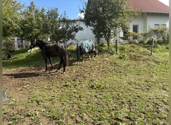 Duitse rijpony, Merrie, 3 Jaar, 147 cm, Donkerbruin
