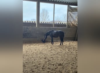 Duitse rijpony, Merrie, 3 Jaar, 147 cm, Donkerbruin