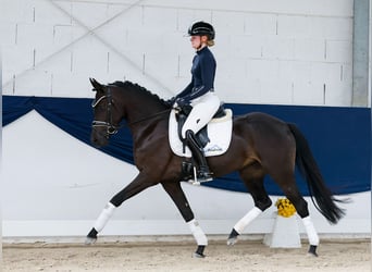 Duitse rijpony, Merrie, 3 Jaar, 147 cm, Falbe