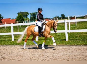 Duitse rijpony, Merrie, 3 Jaar, 147 cm, Palomino