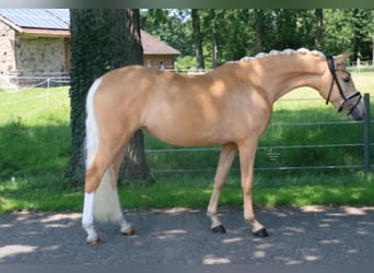 Duitse rijpony, Merrie, 3 Jaar, 147 cm, Palomino
