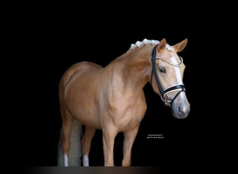 Duitse rijpony, Merrie, 3 Jaar, 147 cm, Palomino