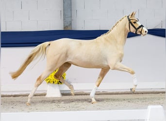 Duitse rijpony, Merrie, 3 Jaar, 147 cm, Palomino