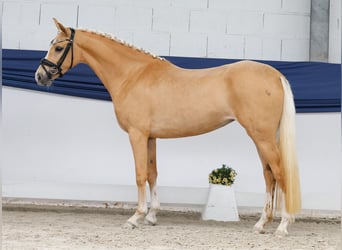 Duitse rijpony, Merrie, 3 Jaar, 147 cm, Palomino