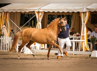 Duitse rijpony, Merrie, 3 Jaar, 147 cm, Red Dun