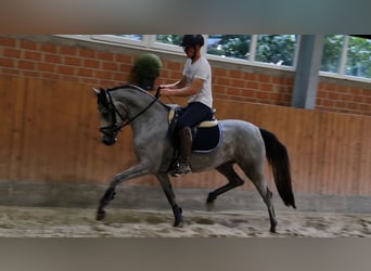 Duitse rijpony, Merrie, 3 Jaar, 147 cm, Schimmel