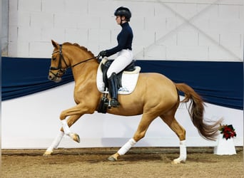 Duitse rijpony, Merrie, 3 Jaar, 147 cm, Vos