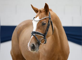 Duitse rijpony, Merrie, 3 Jaar, 147 cm, Vos