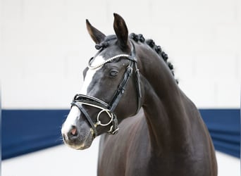 Duitse rijpony, Merrie, 3 Jaar, 147 cm, Zwart