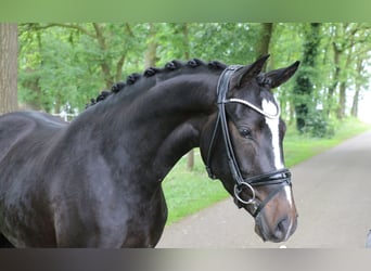 Duitse rijpony, Merrie, 3 Jaar, 148 cm, Donkerbruin