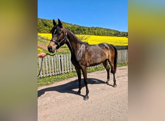 Duitse rijpony Mix, Merrie, 3 Jaar, 148 cm, Donkerbruin