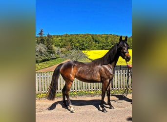 Duitse rijpony Mix, Merrie, 3 Jaar, 148 cm, Donkerbruin