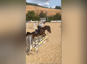 Duitse rijpony Mix, Merrie, 3 Jaar, 148 cm, Donkerbruin