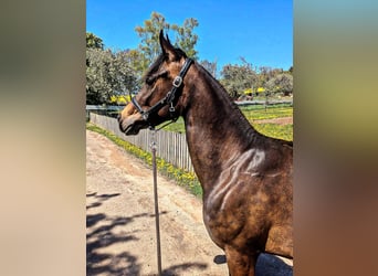 Duitse rijpony Mix, Merrie, 3 Jaar, 148 cm, Donkerbruin