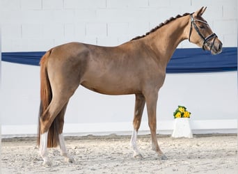 Duitse rijpony, Merrie, 3 Jaar, 148 cm, Donkere-vos