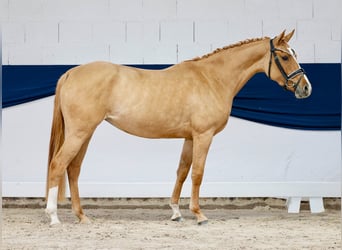 Duitse rijpony, Merrie, 3 Jaar, 148 cm, Dunalino