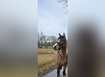 Duitse rijpony, Merrie, 3 Jaar, 148 cm, Falbe
