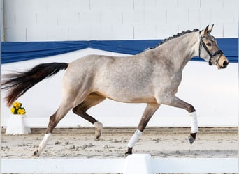 Duitse rijpony, Merrie, 3 Jaar, 148 cm, Falbe