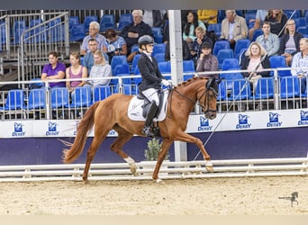 Duitse rijpony, Merrie, 3 Jaar, 148 cm, Vos