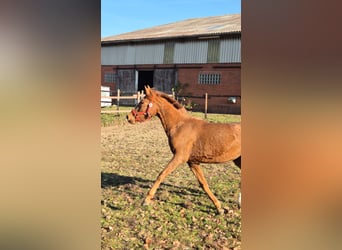 Duitse rijpony, Merrie, 3 Jaar, 148 cm, Vos