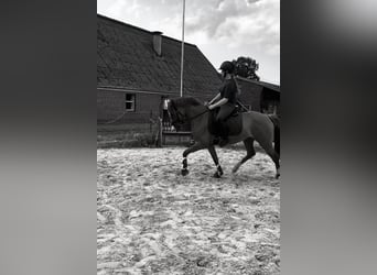 Duitse rijpony, Merrie, 3 Jaar, 148 cm, Vos